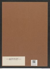 Diatomeae indet. Zeichnungen Sammlung Grunow Mappe 05062 (Herbarium_W_Grunow_drawings_Folder_05062)